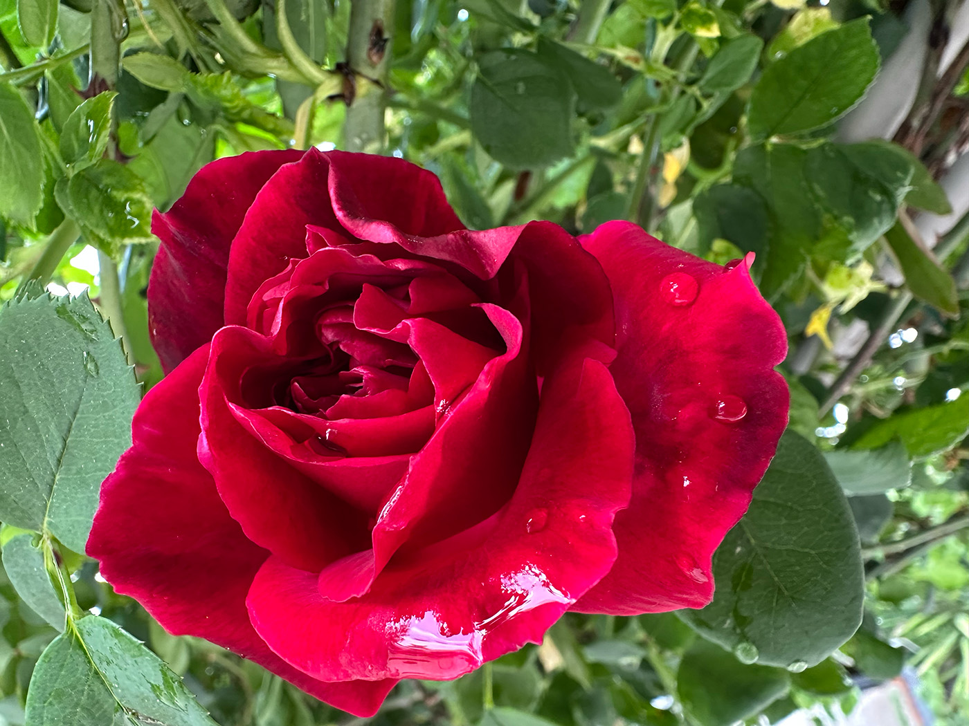 ChiKung edzés - Chi Flow órák keddenként - Rád (Pest vármegye)